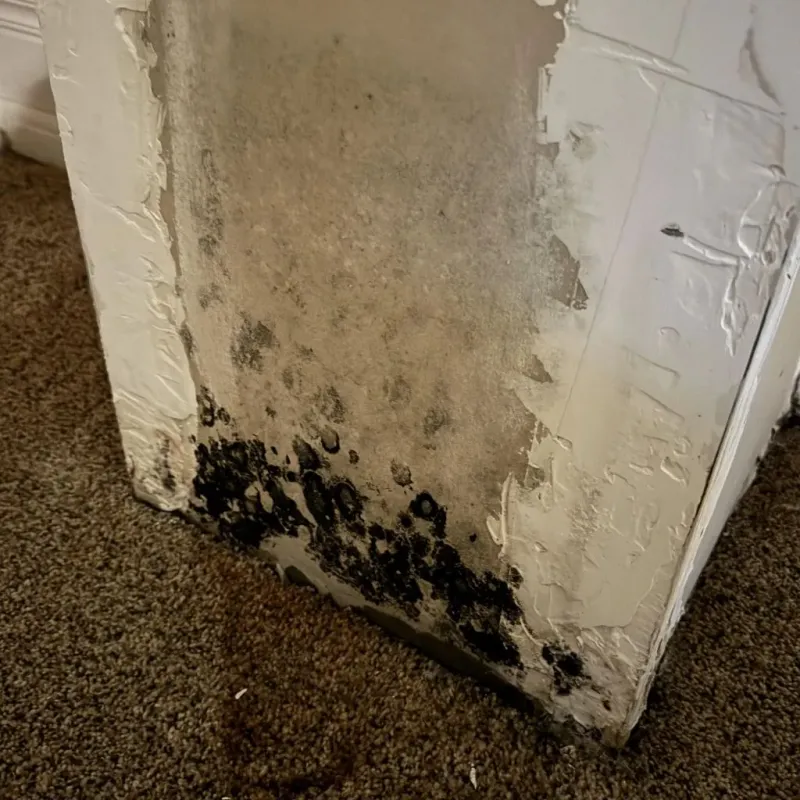 Professional Mold Removal in Norwood, OH